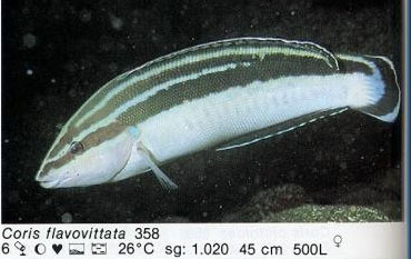 Coris flavovittata
